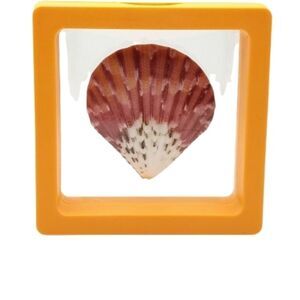 Orange Framed Seashell Home Accent 2.75x2.75
